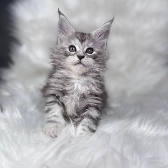 Maine Coon EZ Conor