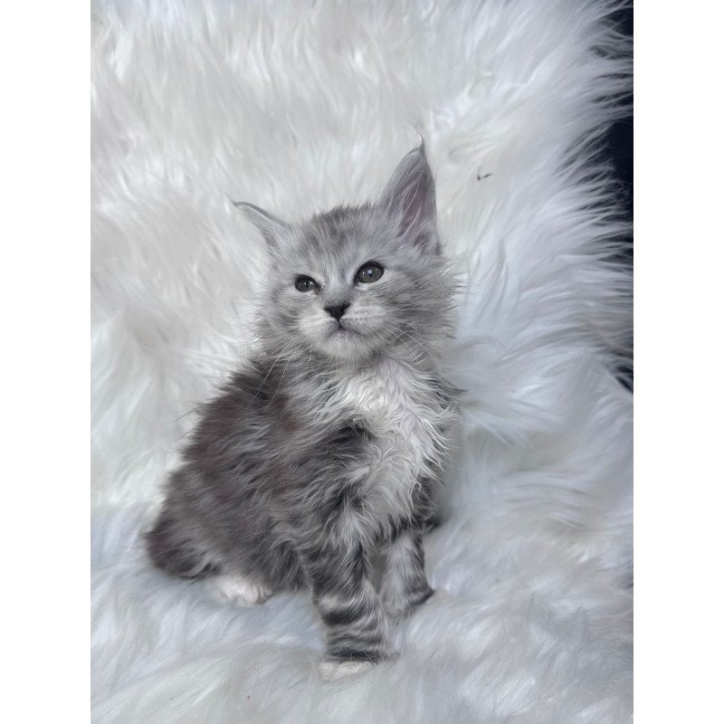 Maine Coon EZ Cillian