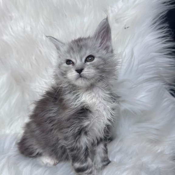 Maine Coon EZ Cillian