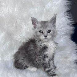 Maine Coon EZ Cillian
