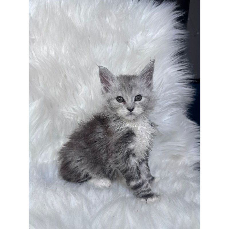 Maine Coon EZ Cillian