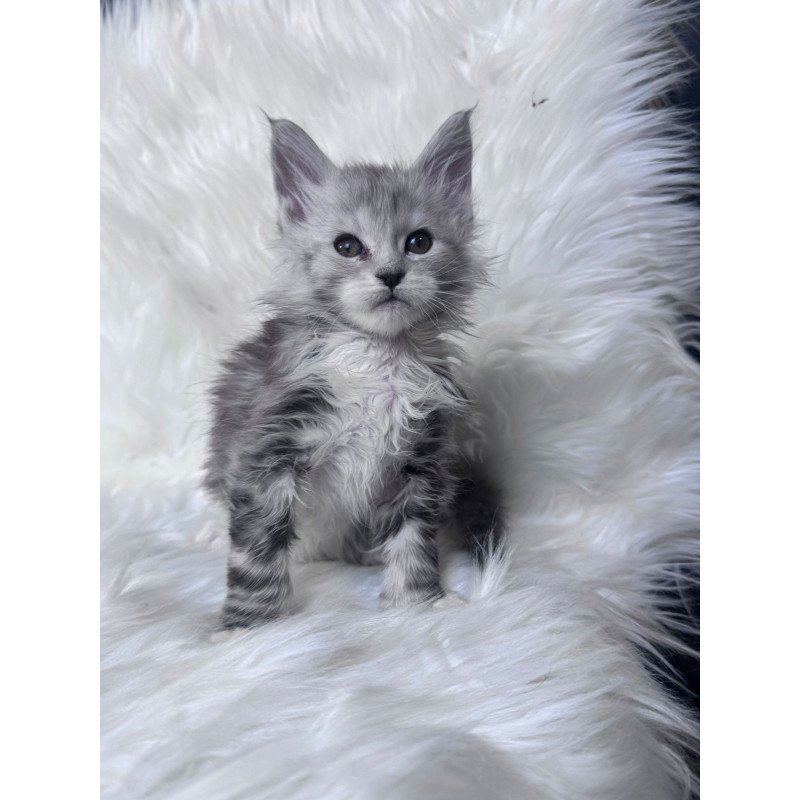 Maine Coon EZ Cillian