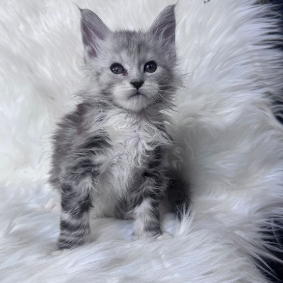 Maine Coon EZ Cillian
