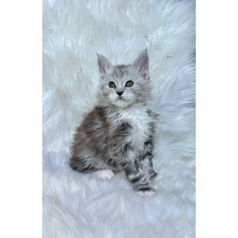 Maine Coon EZ Cillian