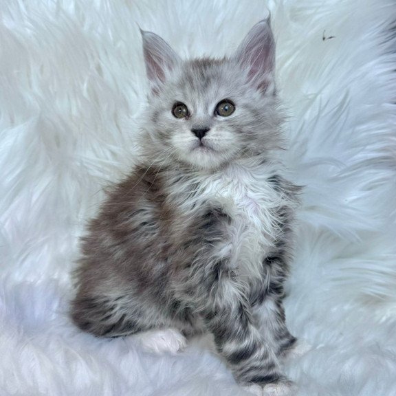 Maine Coon EZ Cillian