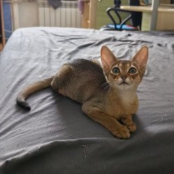 Abyssinian A Runa
