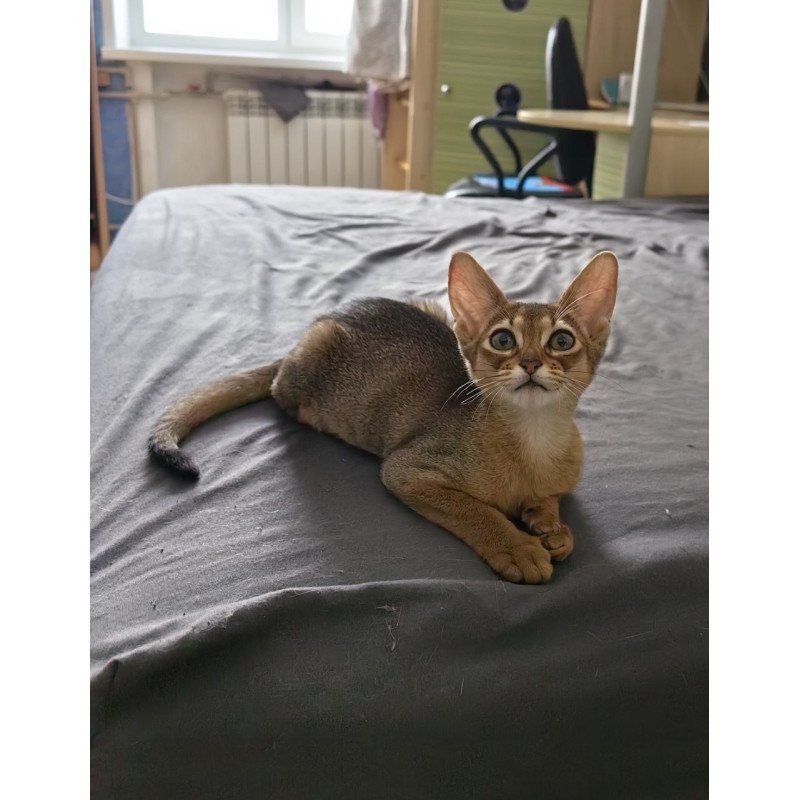 Abyssinian A Runa