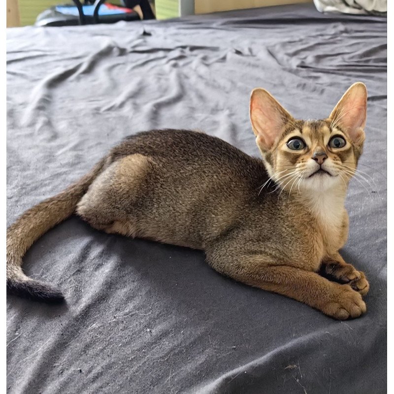 Abyssinian A Runa