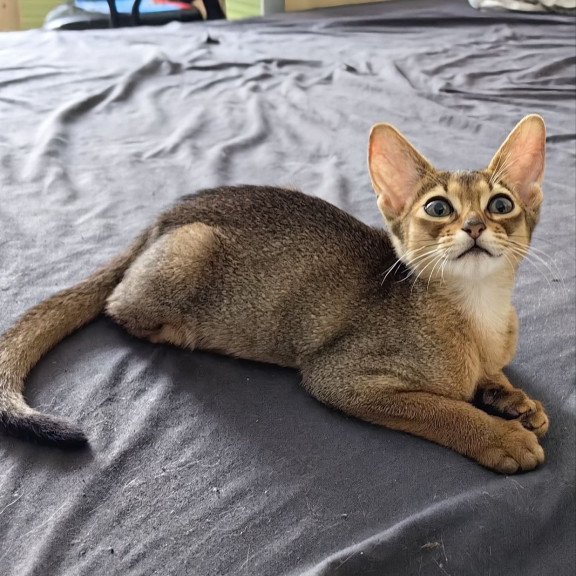 Abyssinian A Runa
