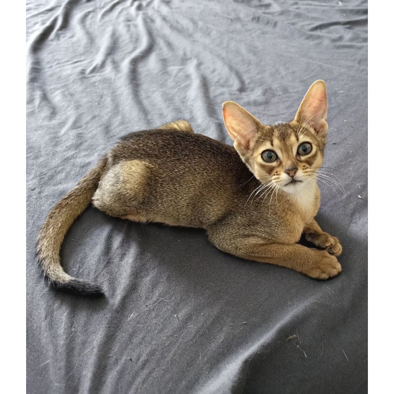 Abyssinian A Runa