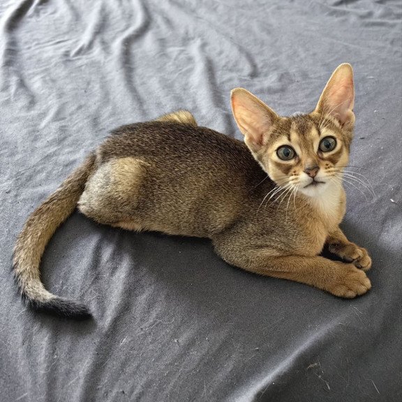 Abyssinian A Runa