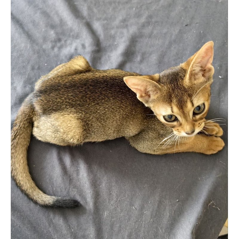 Abyssinian A Runa