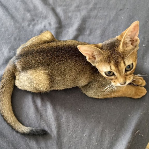 Abyssinian A Runa