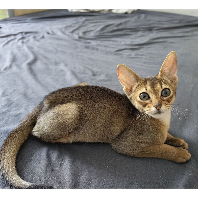 Abyssinian A Runa