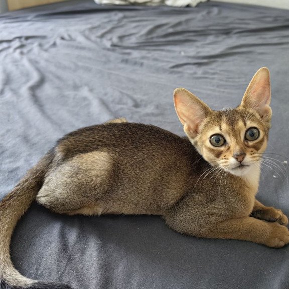 Abyssinian A Runa