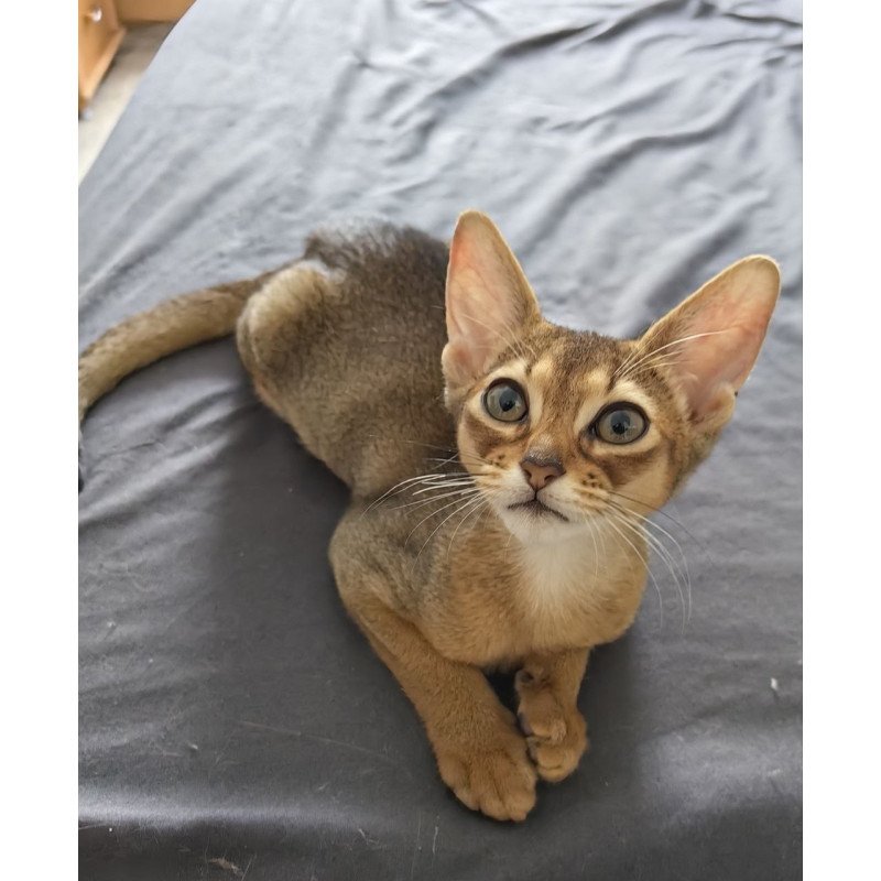 Abyssinian A Runa