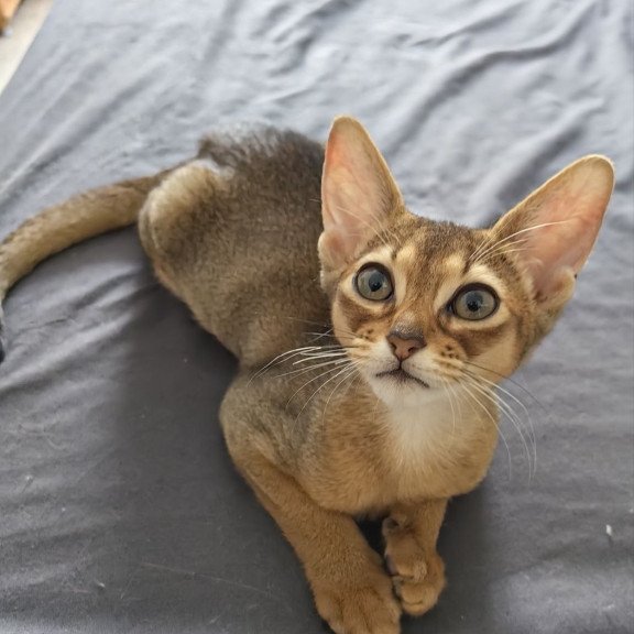 Abyssinian A Runa
