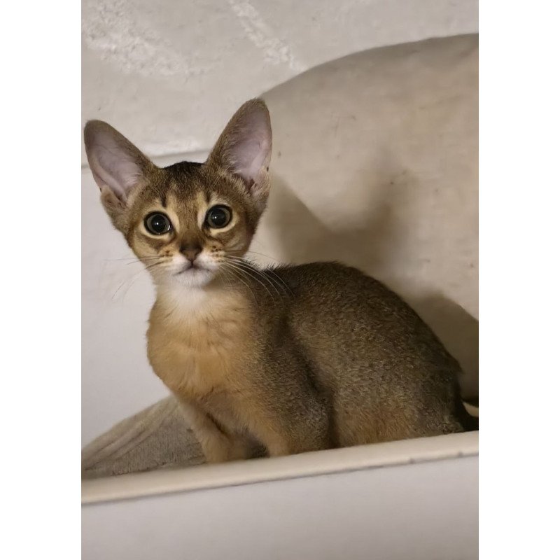 Abyssinian A Runa