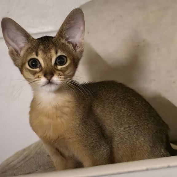 Abyssinian A Runa