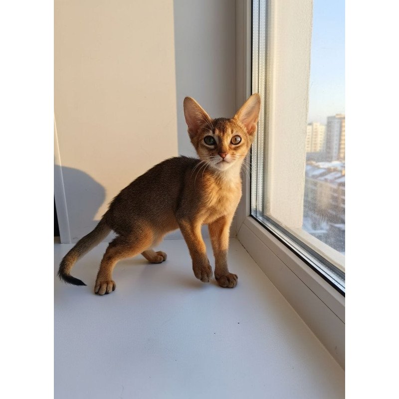 Abyssinian A Runa