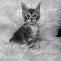 Maine Coon EZ Cooper