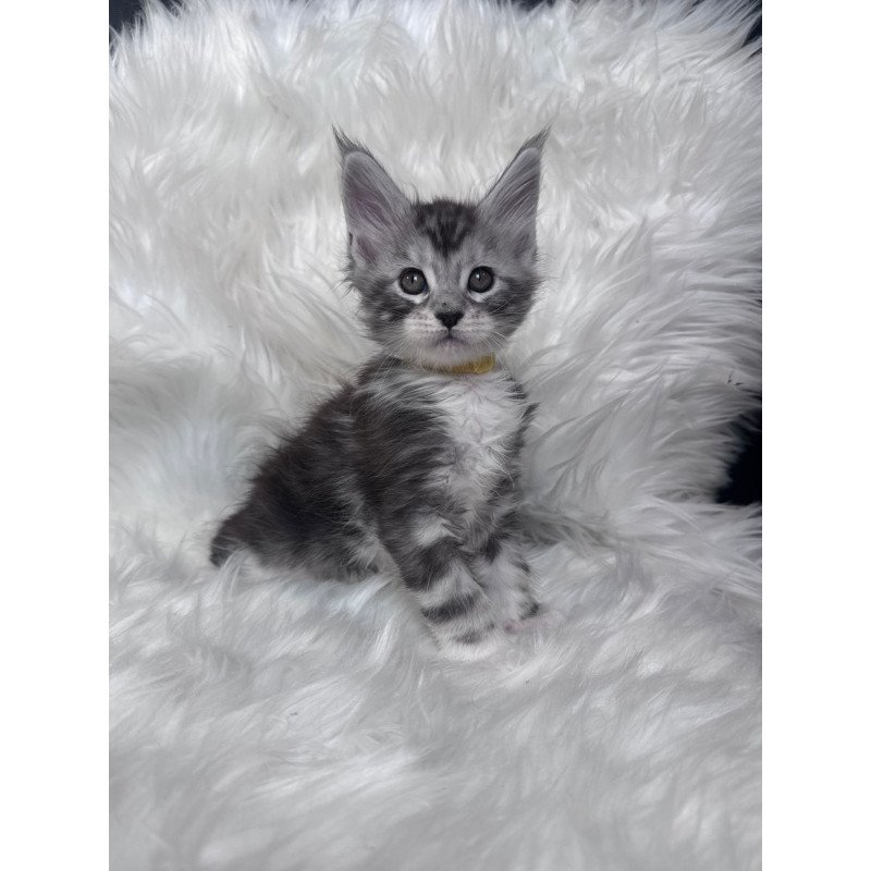 Maine Coon EZ Cooper