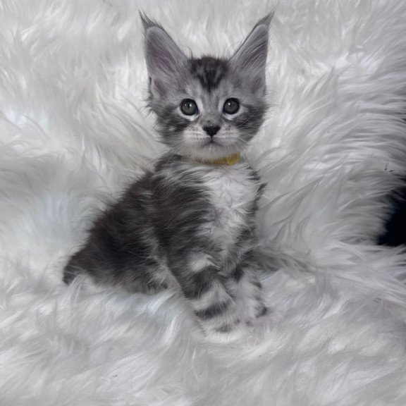 Maine Coon EZ Cooper