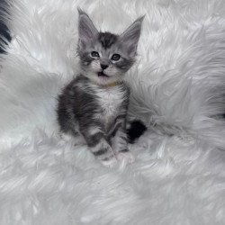 Maine Coon EZ Cooper