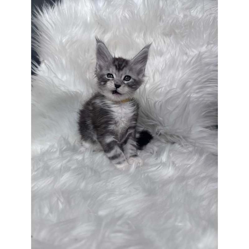 Maine Coon EZ Cooper
