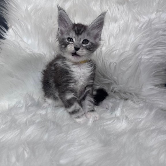 Maine Coon EZ Cooper