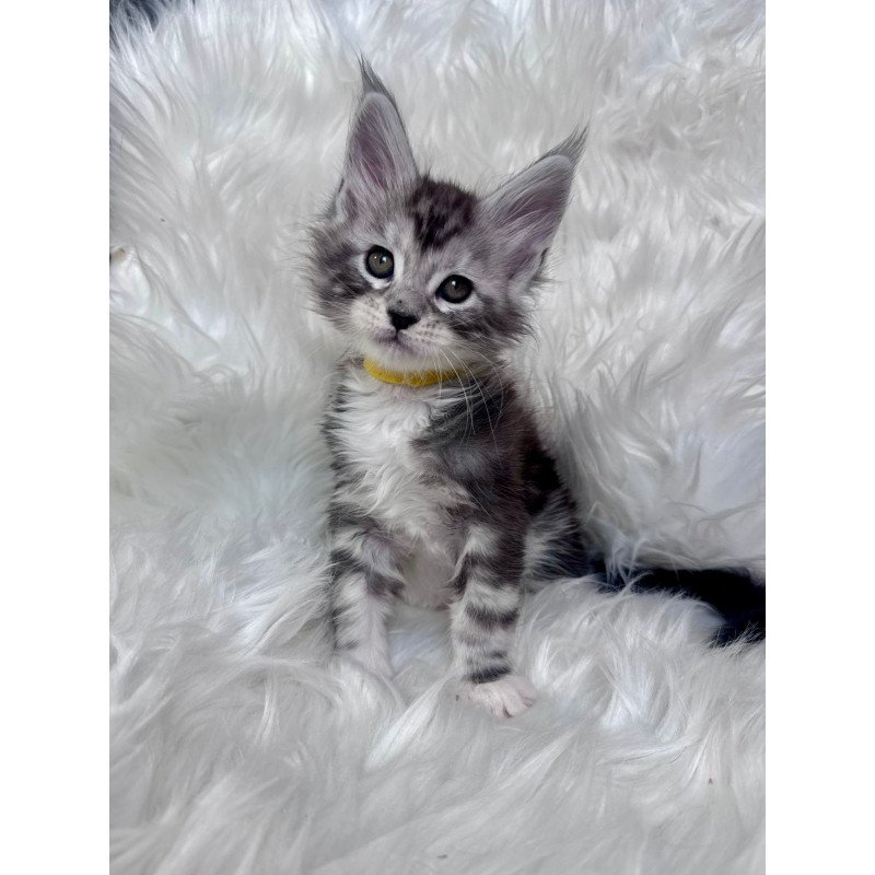 Maine Coon EZ Cooper