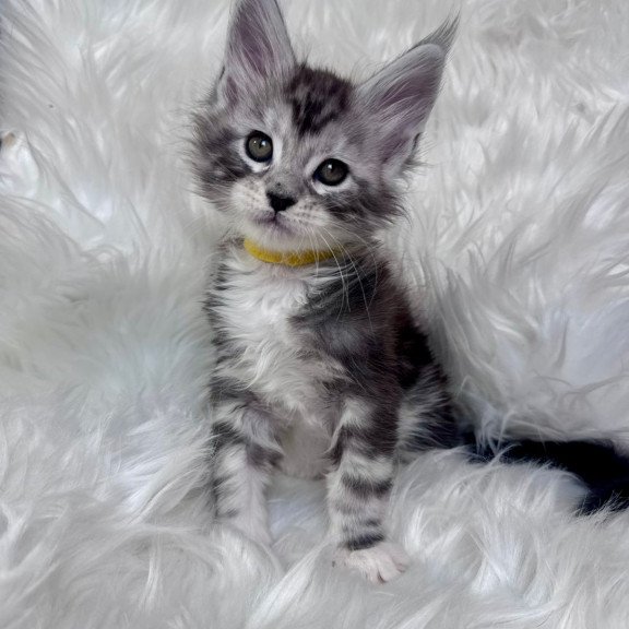 Maine Coon EZ Cooper