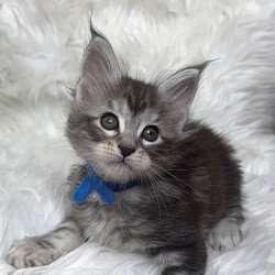 Maine Coon EZ Caleb