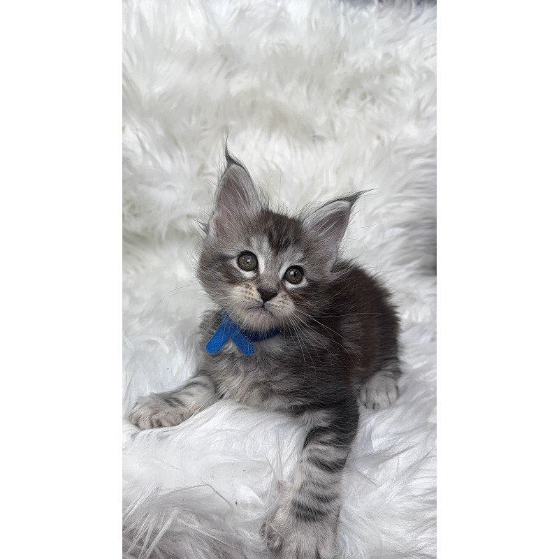 Maine Coon EZ Caleb