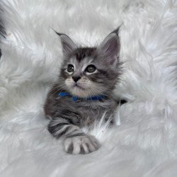 Maine Coon EZ Caleb