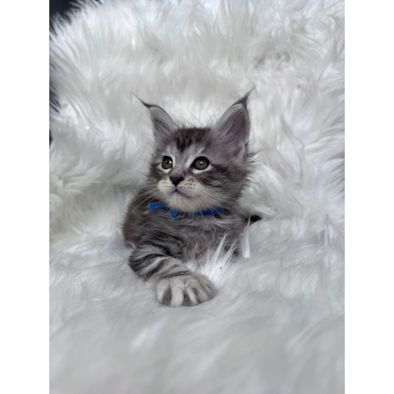 Maine Coon EZ Caleb
