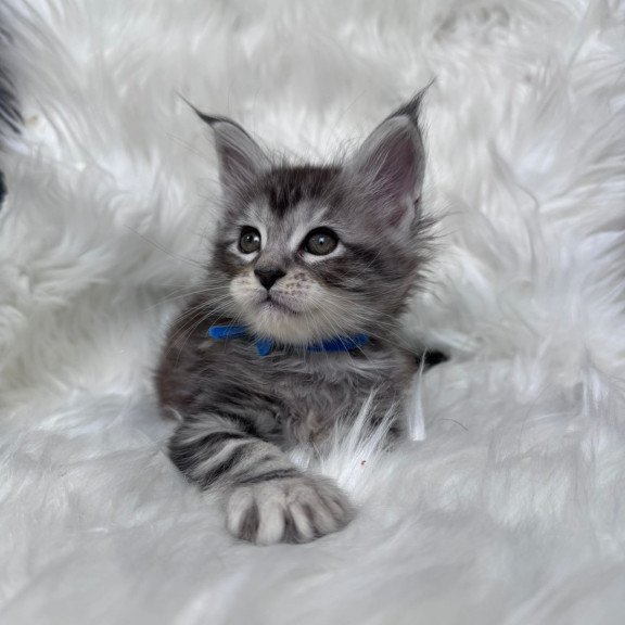 Maine Coon EZ Caleb