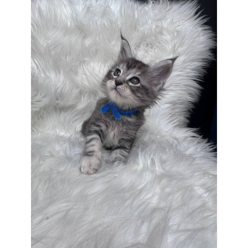 Maine Coon EZ Caleb