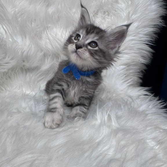 Maine Coon EZ Caleb
