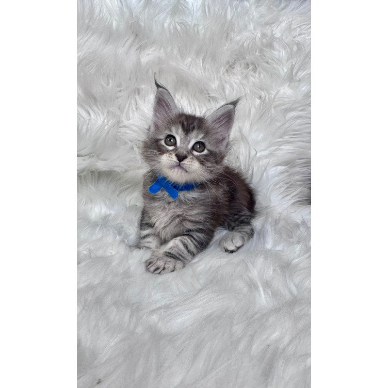 Maine Coon EZ Caleb
