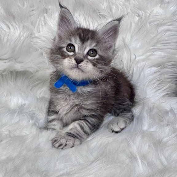 Maine Coon EZ Caleb