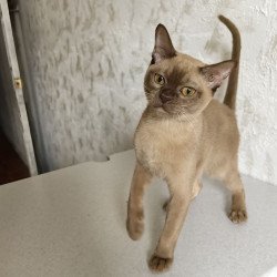 Burmese A Jack
