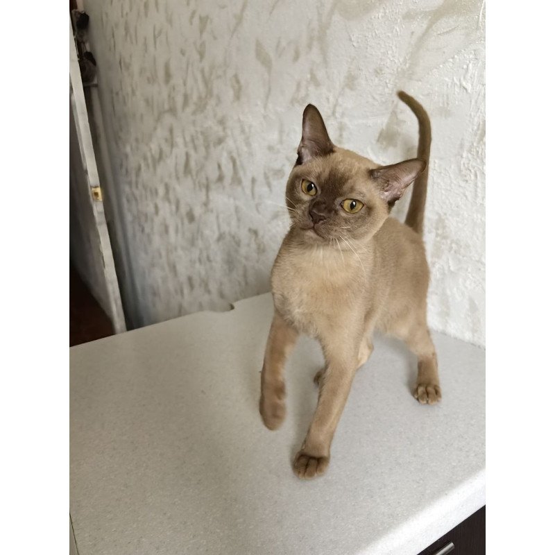 Burmese A Jack