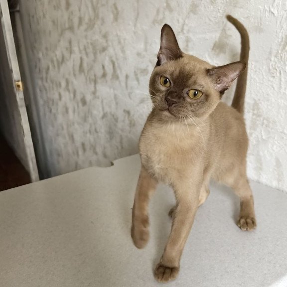 Burmese A Jack