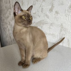 Burmese A Jack