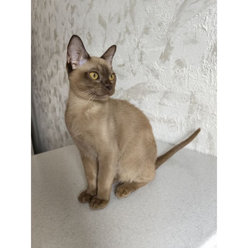 Burmese A Jack