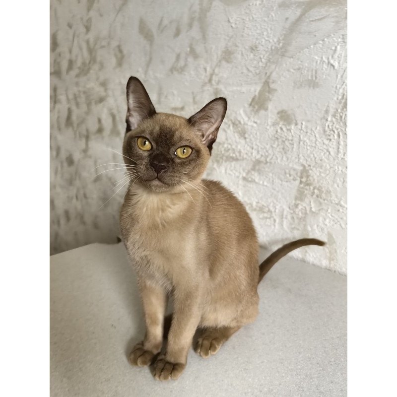 Burmese A Jack