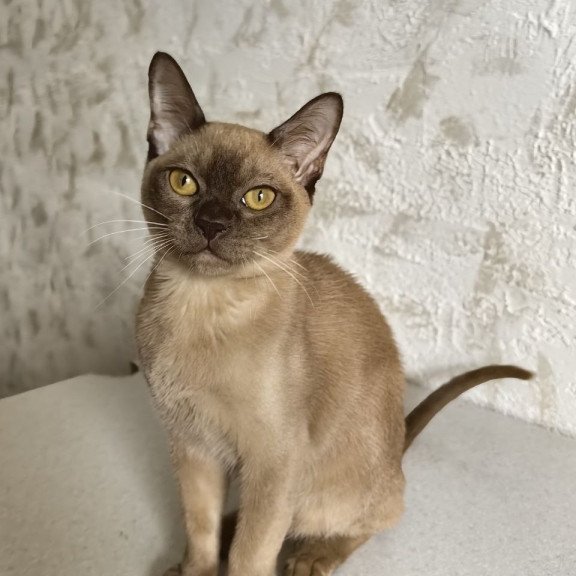 Burmese A Jack