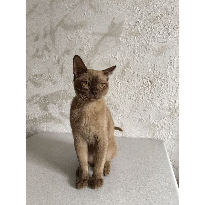 Burmese A Jack