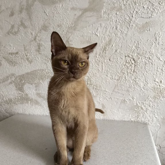 Burmese A Jack